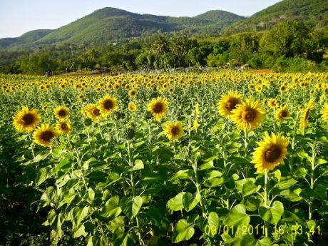 ภูสวยงาม รีสอร์ท