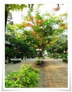เดอะบอส บาย ภูริ, ระยอง  The Boss by Puri @ Rayong