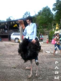 Malai Ostrich Farm (( มาลัย ฟาร์มนกกระจอกเทศ ))