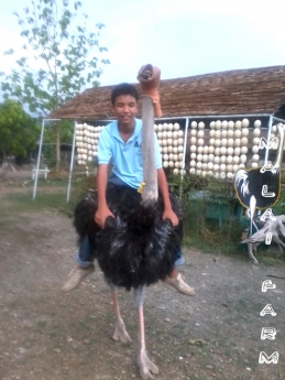 Malai Ostrich Farm (( มาลัย ฟาร์มนกกระจอกเทศ ))