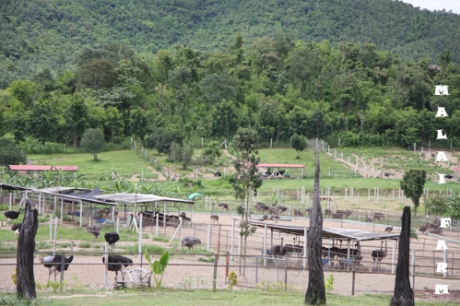 Malai Ostrich Farm (( มาลัย ฟาร์มนกกระจอกเทศ ))