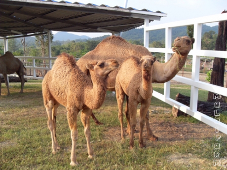 Malai Ostrich Farm (( มาลัย ฟาร์มนกกระจอกเทศ ))