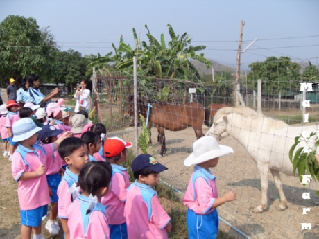 Malai Ostrich Farm (( มาลัย ฟาร์มนกกระจอกเทศ ))