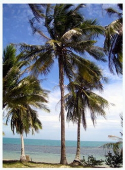 Libong beach resort Libong beach resort