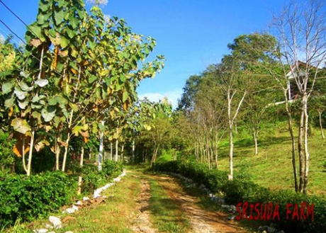 โรงแรม รีสอร์ ที่พัก ปากช่อง โรงแรม รีสอร์ ที่พัก ปากช่อง