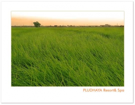Pludhaya Resort & Spa Pludhaya Resort & Spa