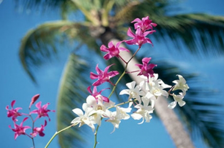 ARECA ARECA