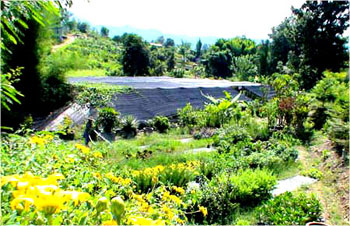 บ้านต้นไม้ ปาย รีสอร์ท ( Pai treehouse Resort ) บ้านต้นไม้ ปาย รีสอร์ท ( Pai treehouse Resort )